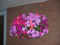 Sample Photo from Album Number 440