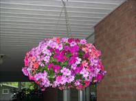 Mary picked out these beautiful flowers for Laura.