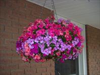 Mary picked out these beautiful flowers for Laura.