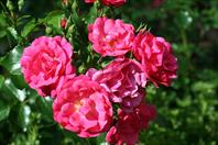 Laura and Mary got Daddy some new lenses on father