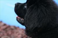 Laura and Mary got Daddy some new lenses on father