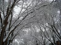 Pretty snowfall in March - Laura took these.