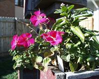 Flower box at the house on maple drive, Omaha NE