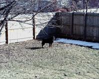 Fritz in the backyard on maple drive.