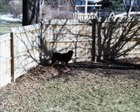 Fritz in the backyard on maple drive.