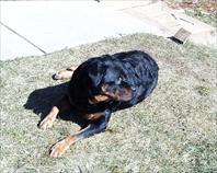Fritz in the backyard on maple drive.