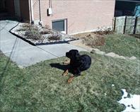 Fritz in the backyard on maple drive.