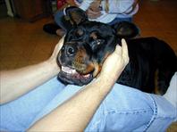 Fritz - taken at the house on Maple Drive