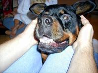 Fritz - taken at the house on Maple Drive