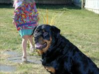 Fritz - taken at the house on Maple Drive