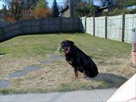 Fritz - taken at the house on Maple Drive