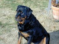 Fritz - taken at the house on Maple Drive