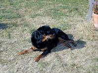 Fritz - taken at the house on Maple Drive