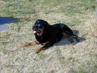 Fritz - taken at the house on Maple Drive