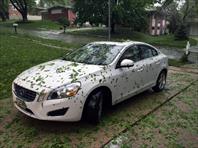 Hail storm shredded the plants