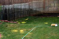 We tore up all of the sod from Laura